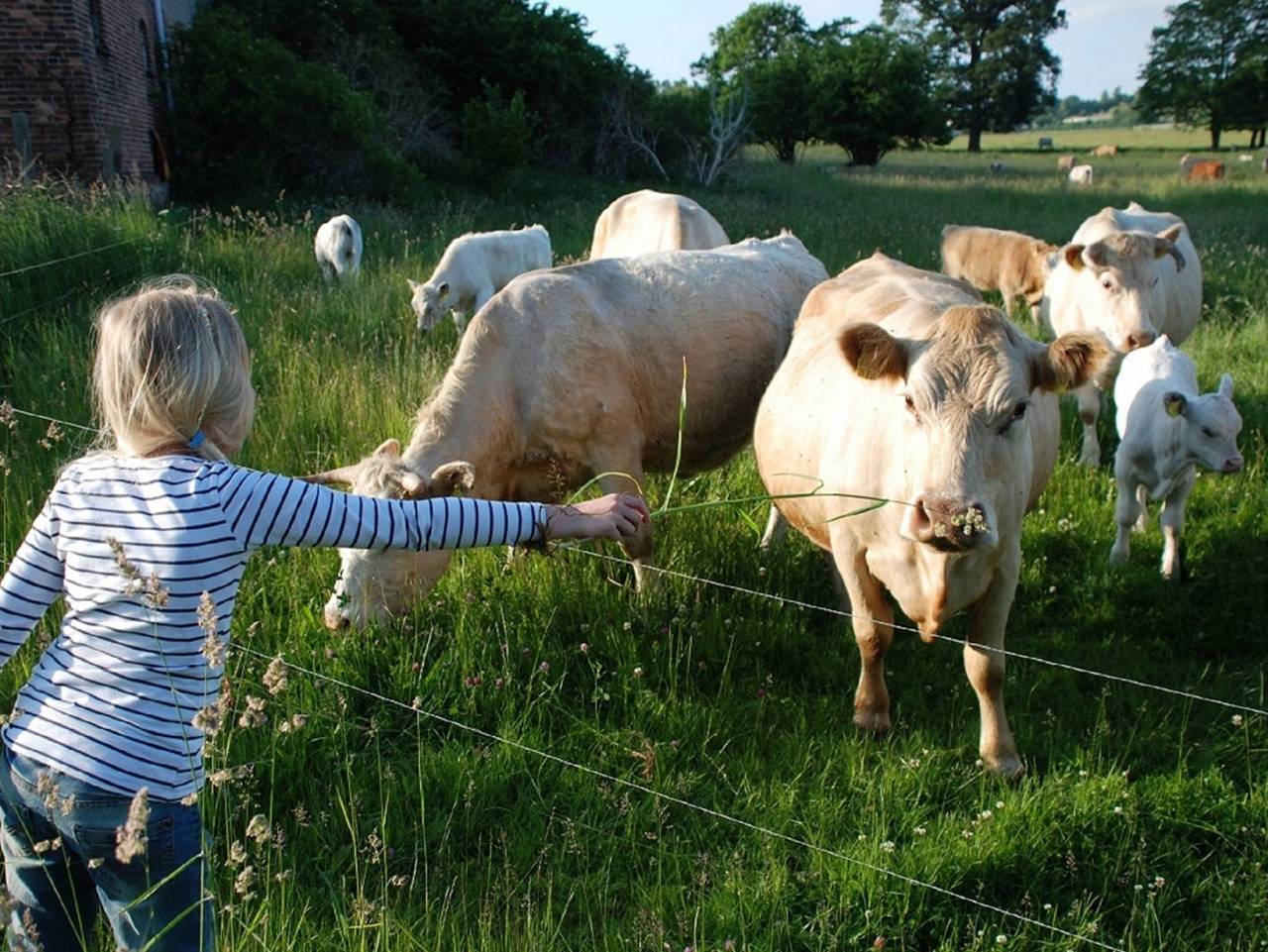 Ferienhof Hafflandsichten in Dargen, Usedom
