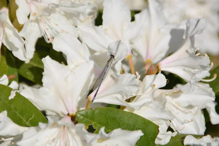 Ferienhaus für 4 Personen, mit Garten und Balkon in Bad Steben - 4