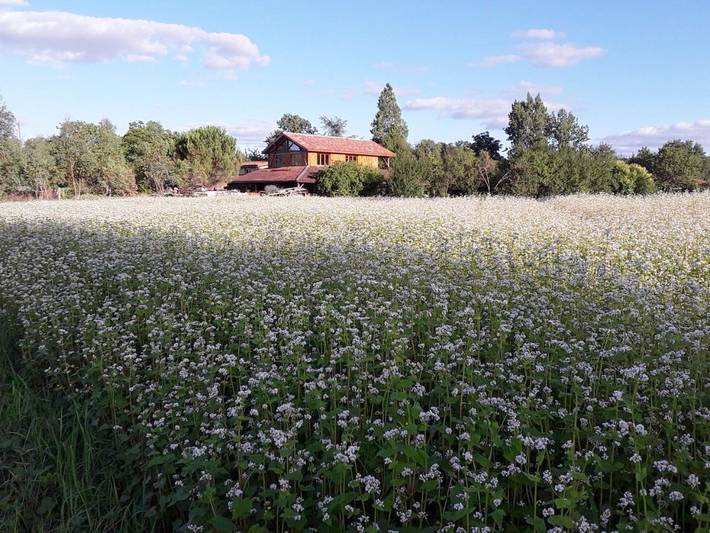 Location de vacances pour 2 personnes, avec terrasse et vue ainsi que jardin et piscine, animaux acceptés à Lagraulet-du-Gers - 3