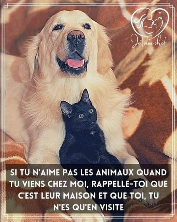 Chambre d’hôte pour 3 personnes, avec piscine ainsi que vue et jardin, adapté aux familles dans Parc naturel régional des Landes de Gascogne - 4