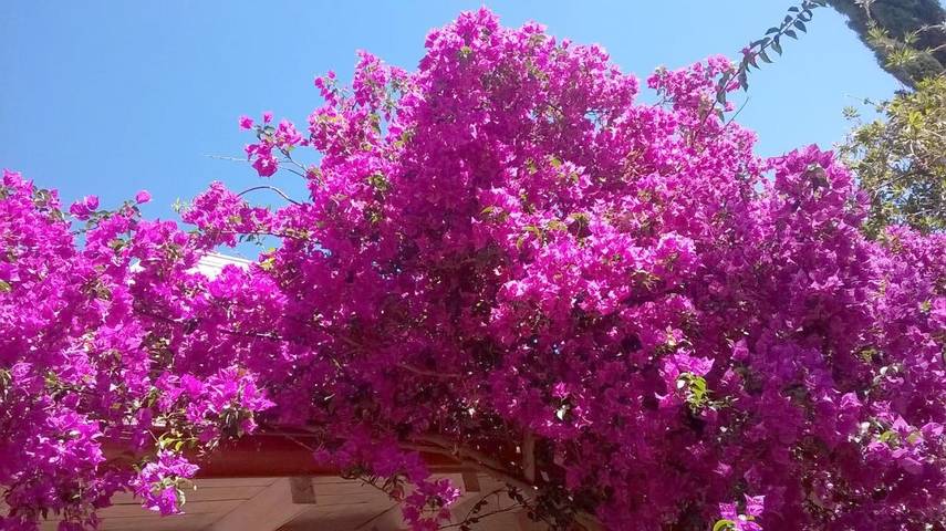 Chambre d’hôte pour 2 personnes, avec jardin à Muravera - 4