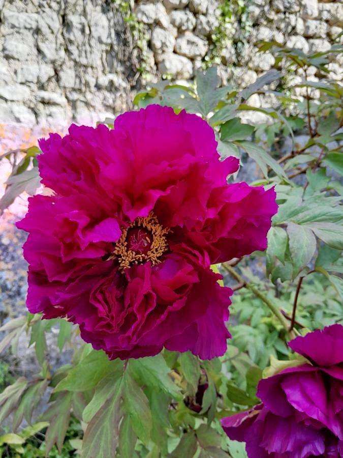 Location de vacances pour 2 personnes, avec vue ainsi que terrasse et jardin à Saint-Cybardeaux - 3