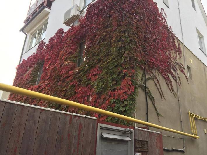 Maison d’hôte pour 4 personnes, avec terrasse, animaux acceptés à Odessa - 3