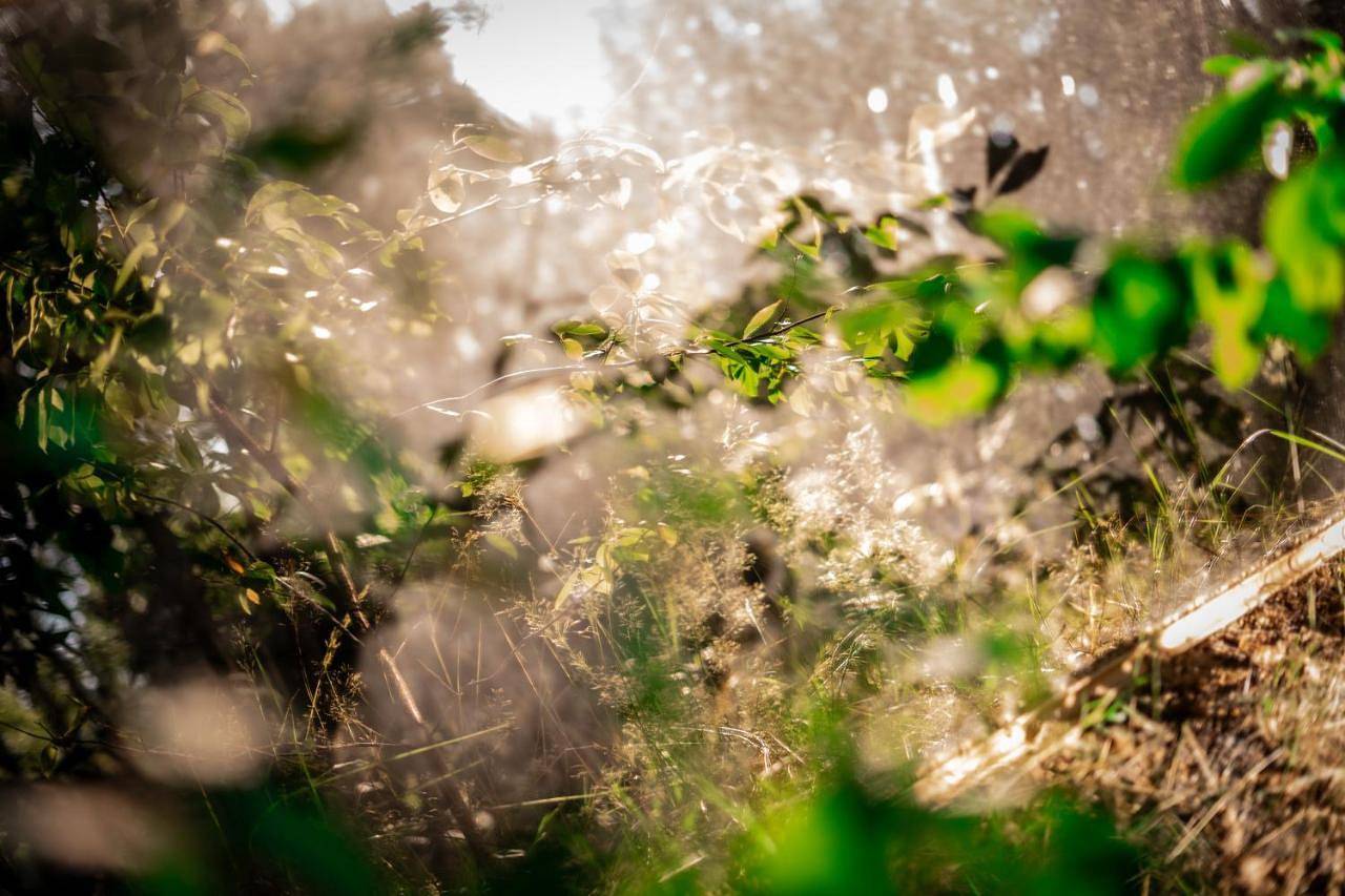 Wielohome in Mazowsze