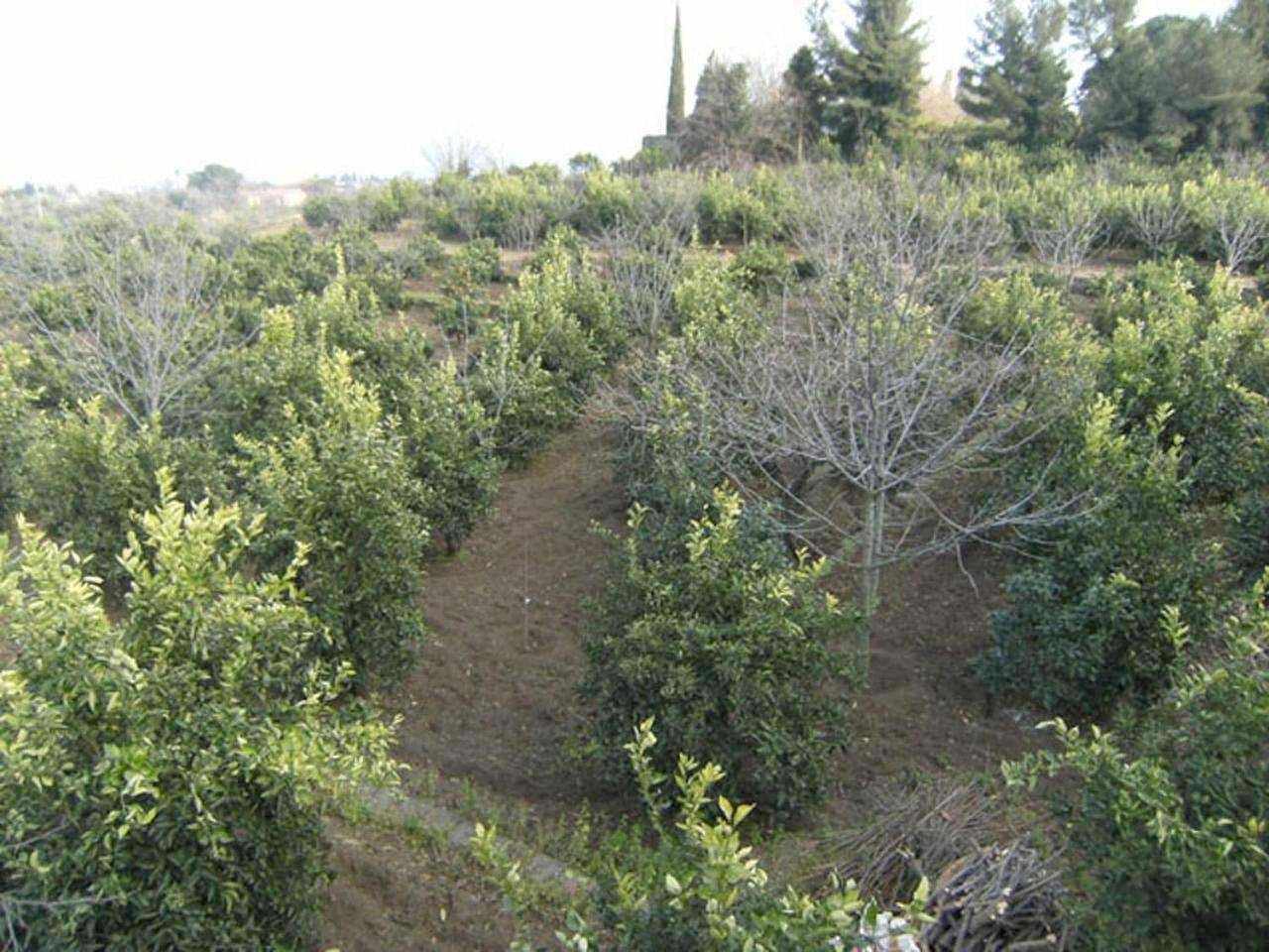 Baglio Delle Rose in Giarre, Etna