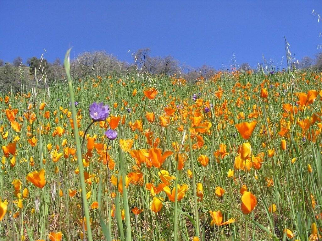 Zufluchtsort für Kunst- und Naturliebhaber, 15 Minuten zum Sequoia-Kings Canyon in Kings Canyon Nationalpark