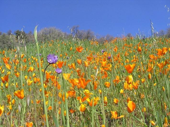 Blockhütte für 4 Personen, mit Garten - 1