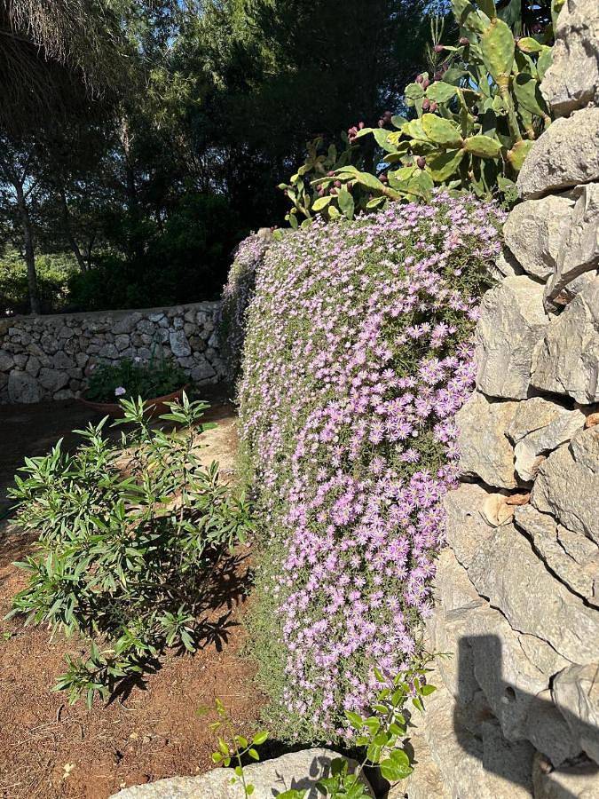 Villa pour 5 personnes, avec terrasse et piscine ainsi que jardin et vue dans Santa Maria di Leuca - 3