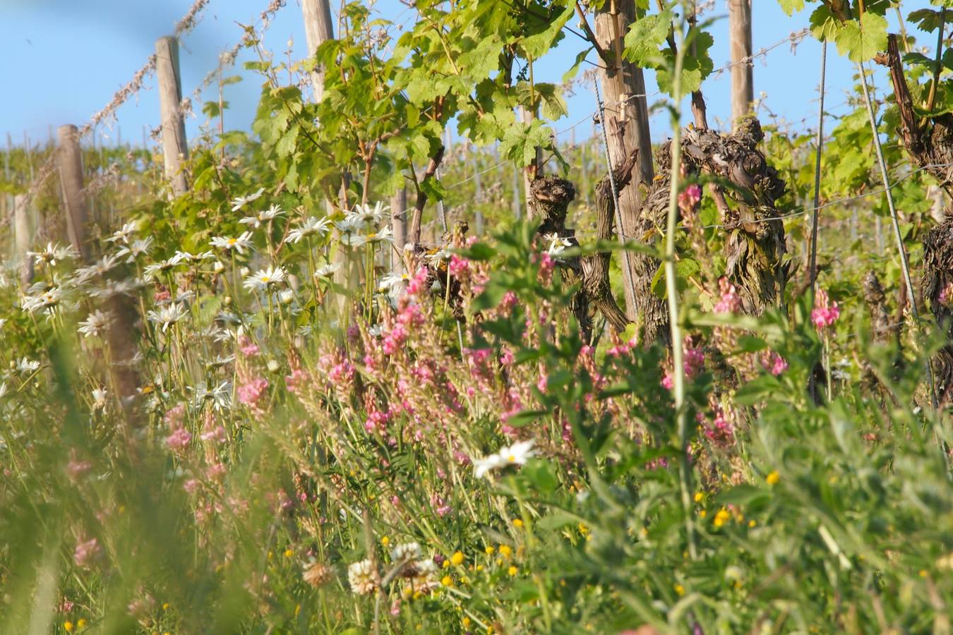 Pension Weingut Schwab - Doppelzimmer mit Wc und Dusche inkl. Frühstück in Thüngersheim, Fränkisches Weinland