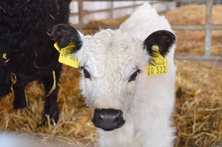 Ferienhaus für 3 Personen, mit Pool und Garten sowie Sauna in Naturpark Oberpfälzer Wald - 2