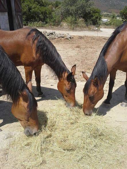 Mobil home pour 4 personnes, avec vue et jardin à Santo-Pietro-di-Tenda - 4