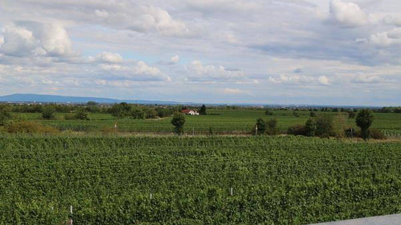 Ganze Ferienwohnung, Ferienwohnung für 2 Personen (60 m²) in Bad Dürkheim in Bad Dürkheim, Pfälzer Rheinebene