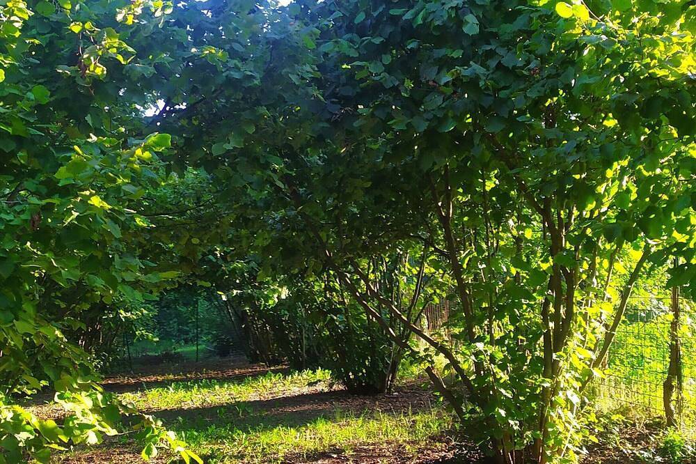 B&B Naturin - Nature, Wine, Pool and Relax in Lauriano, Turin Province