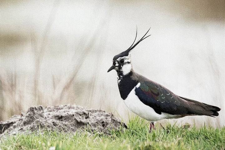Bungalow für 3 Personen, mit Garten