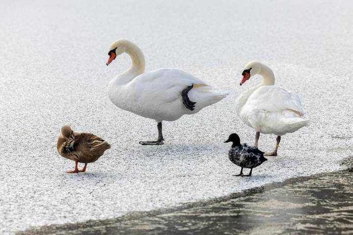 Hotel para 2 personas, con vistas además de vistas al lago y jardín - 1