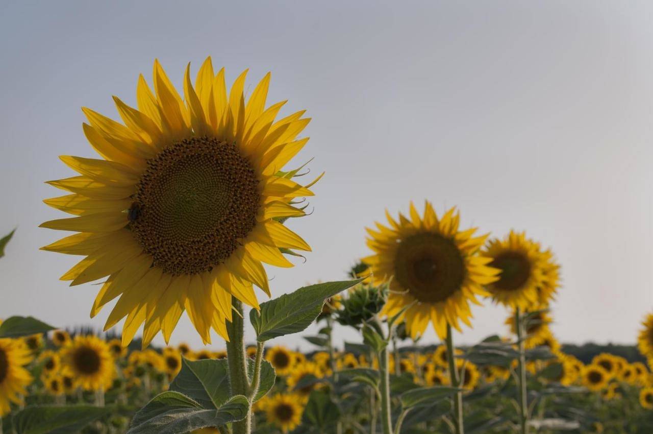 Appartamento intero, Al centro della Toscana in Poggibonsi, Siena e dintorni