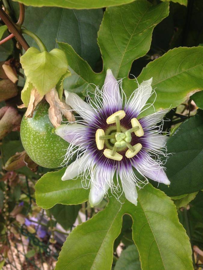 Chambre d'hôte Coeur-Coco piscine in Saint-François, Guadeloupe