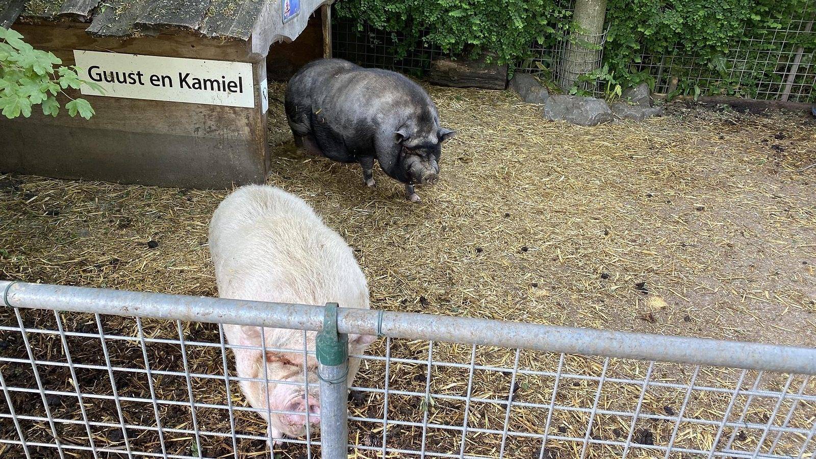 Vakantie Zeeland — Vz851 Vakantiechalet in Ossenisse in Zeelandic Flanders