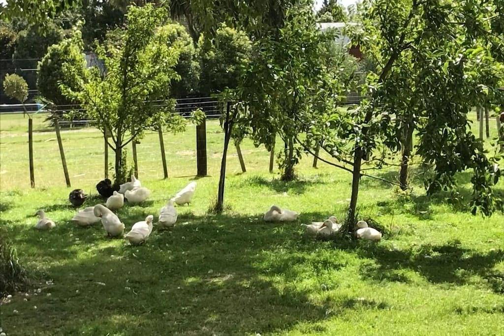 Cottage for 2 People in Wellington, New Zealand