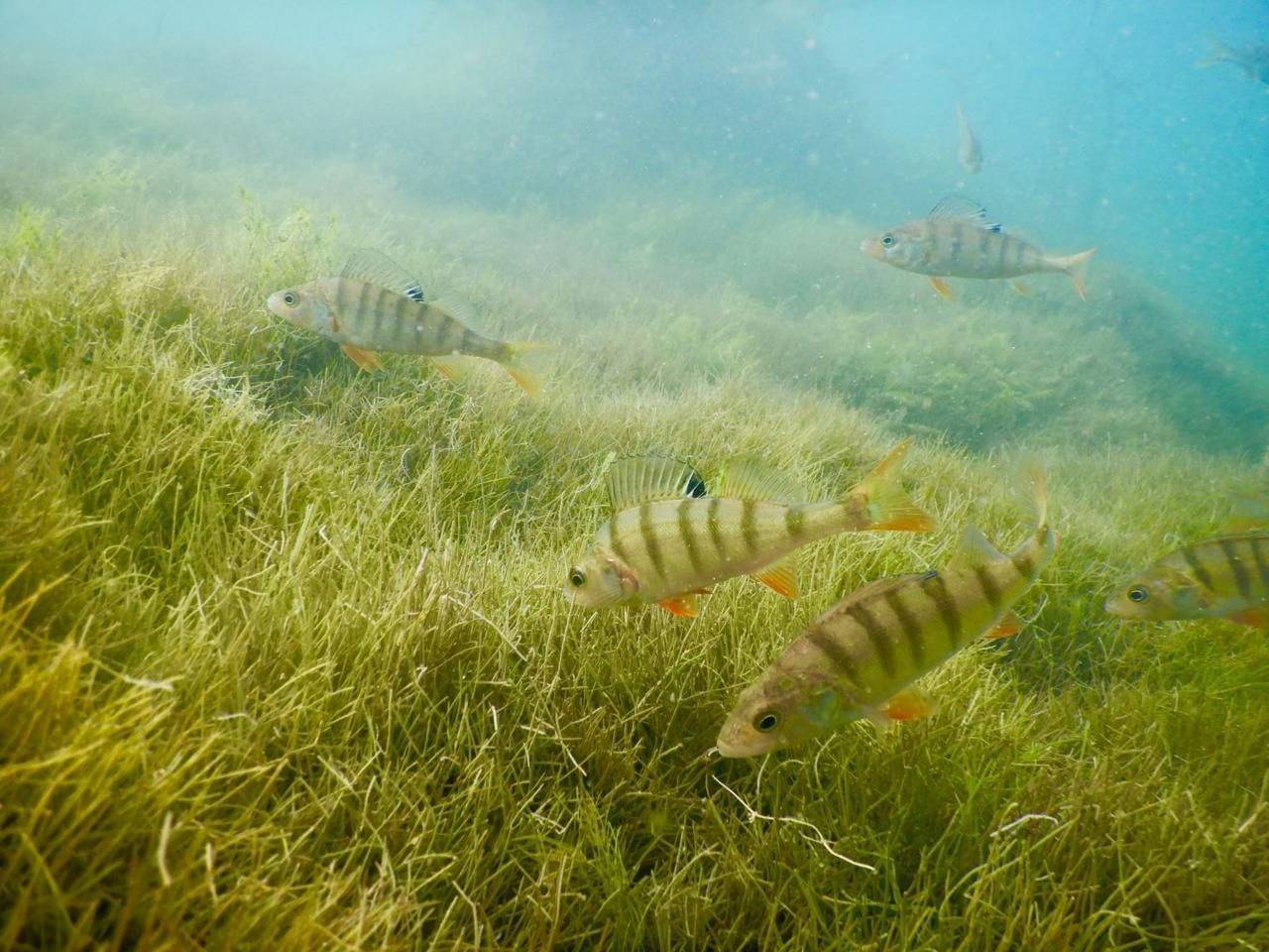 In Stäfa in Stäfa, Zurych (kanton)