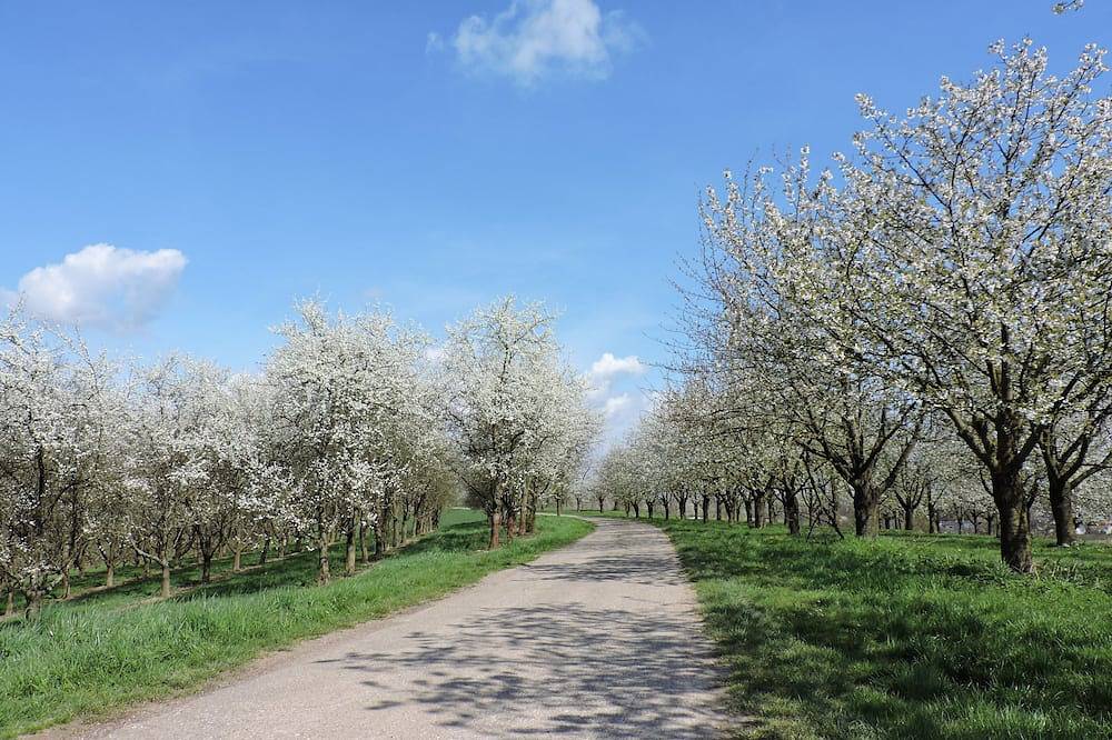 Ganze Wohnung, Abseits des Stadtlebens und doch mitten im Geschehen in Appenweier, Mittlerer Schwarzwald