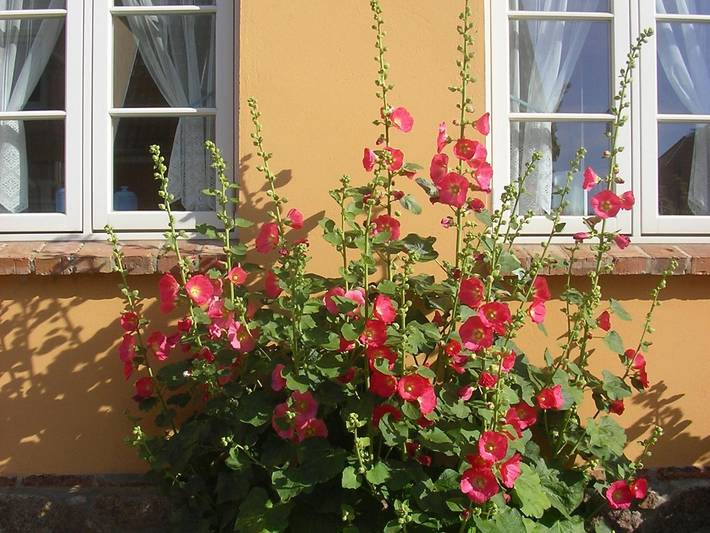 Ferienwohnung für 2 Personen, mit Garten, kinderfreundlich in Klütz - 4