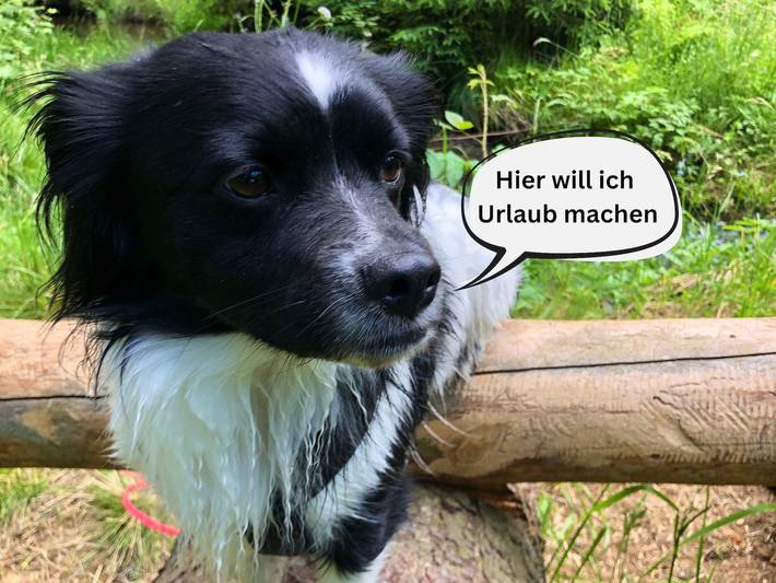 Ferienhaus für 3 Personen, mit Garten und Terrasse, mit Haustier in Thüringen - 3