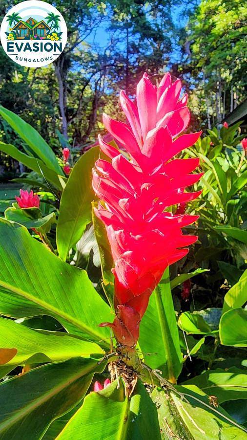 Location de vacances pour 4 personnes, avec jardin et vue, animaux acceptés à Sarraméa - 4