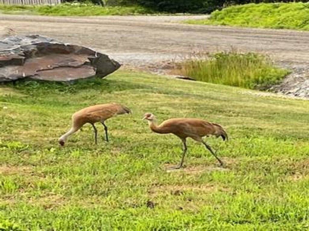 Ganze Wohnung, Gracie's Homer House; Home With A View in Homer, Kenai Peninsula
