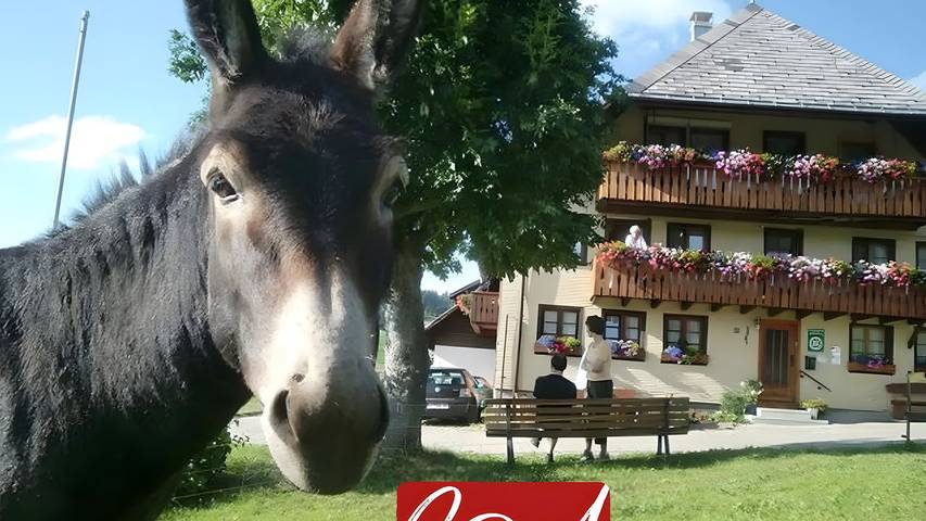 Hütte für 4 Personen, mit Terrasse und Garten in Todtnauberg