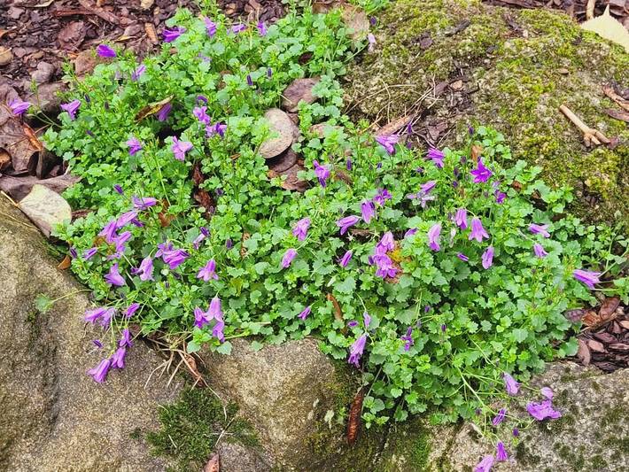Chambre d’hôte pour 2 personnes, avec vue ainsi que jardin et terrasse à Pouzauges - 4