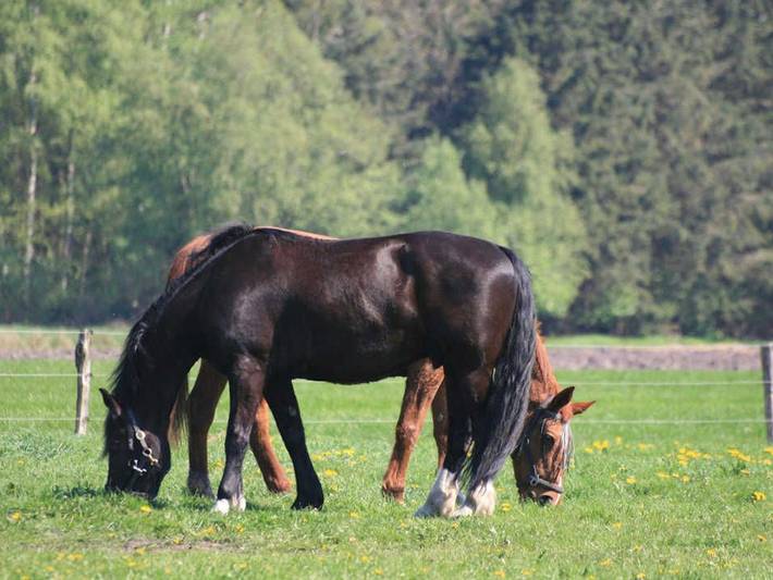 Ferienwohnung für 4 Personen, mit Garten in Wiesmoor - 3