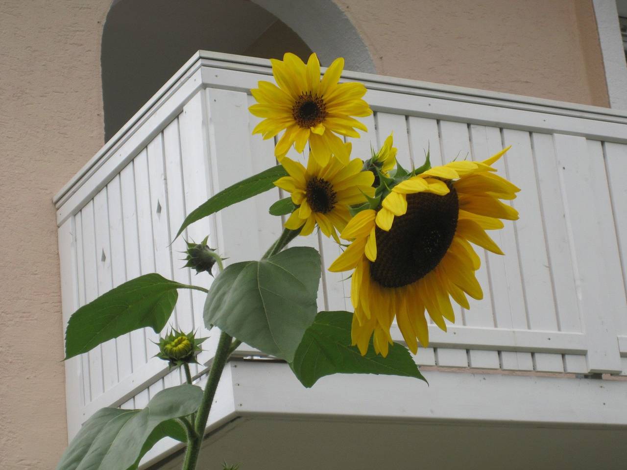 Ganze Ferienwohnung, Haus Betula - Ferienwohnung Untersberg 42 qm für 1-2 Personen mit Balkon und Bergblick in Türk, Bad Reichenhall