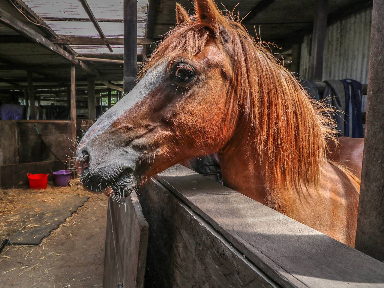 Cottage für 6 Personen mit Garten in Norton Green, Isle of Wight