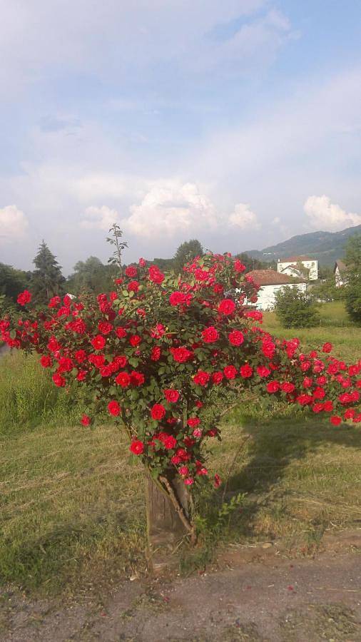 Gîte pour 5 personnes, avec vue et jardin à Feltre - 2