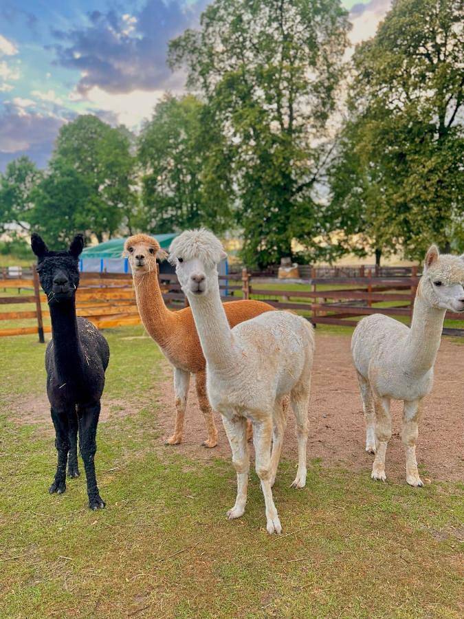 Bed & breakfast dla 2 osób, z ogród i basen oraz widok i sauna na Mazury