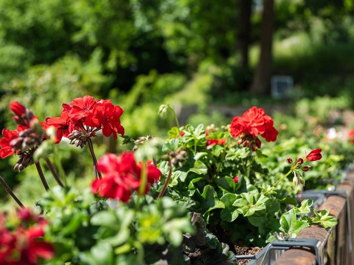 Ferienhaus für 5 Personen, mit Garten, mit Haustier in Bühlertal - 4