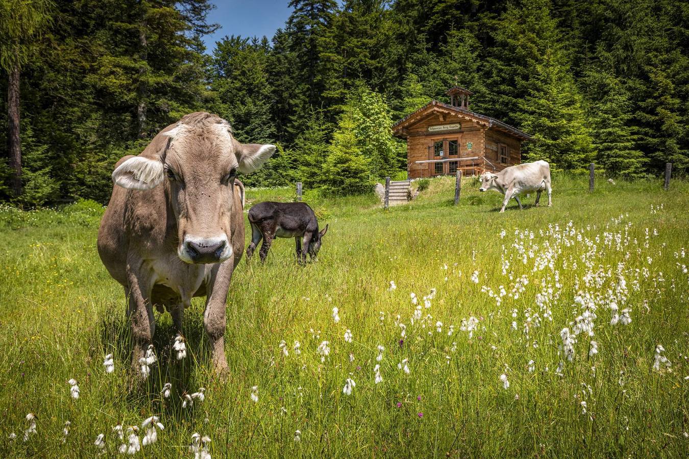 "Rossfeld" Familienzimmer mit Dusche, Wc, Balkon in Massif du Salzkammergut, Scheffau am Tennengebirge