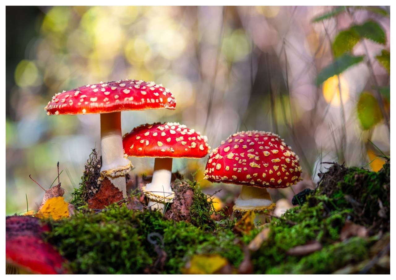 Ganze Wohnung, Apartment Nature House Mushrooms – Stille Rückzugsorte in den Bergen in Stubaier Alpen, Brenner