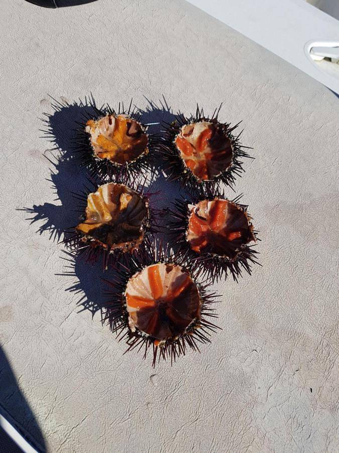 Maison d’hôte pour 2 personnes, avec vue et jardin dans La Maddalena - 4