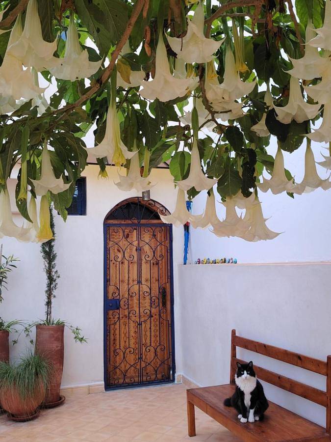 Location de vacances pour 3 personnes, avec vue et jardin, animaux acceptés à Sidi Ifni - 3