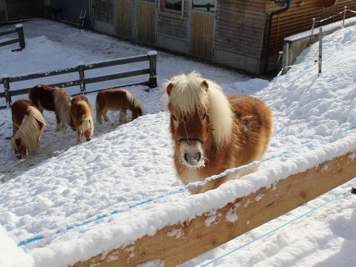 Ferienwohnung für 4 Personen, mit Garten und Terrasse, kinderfreundlich in Arzl im Pitztal - 4