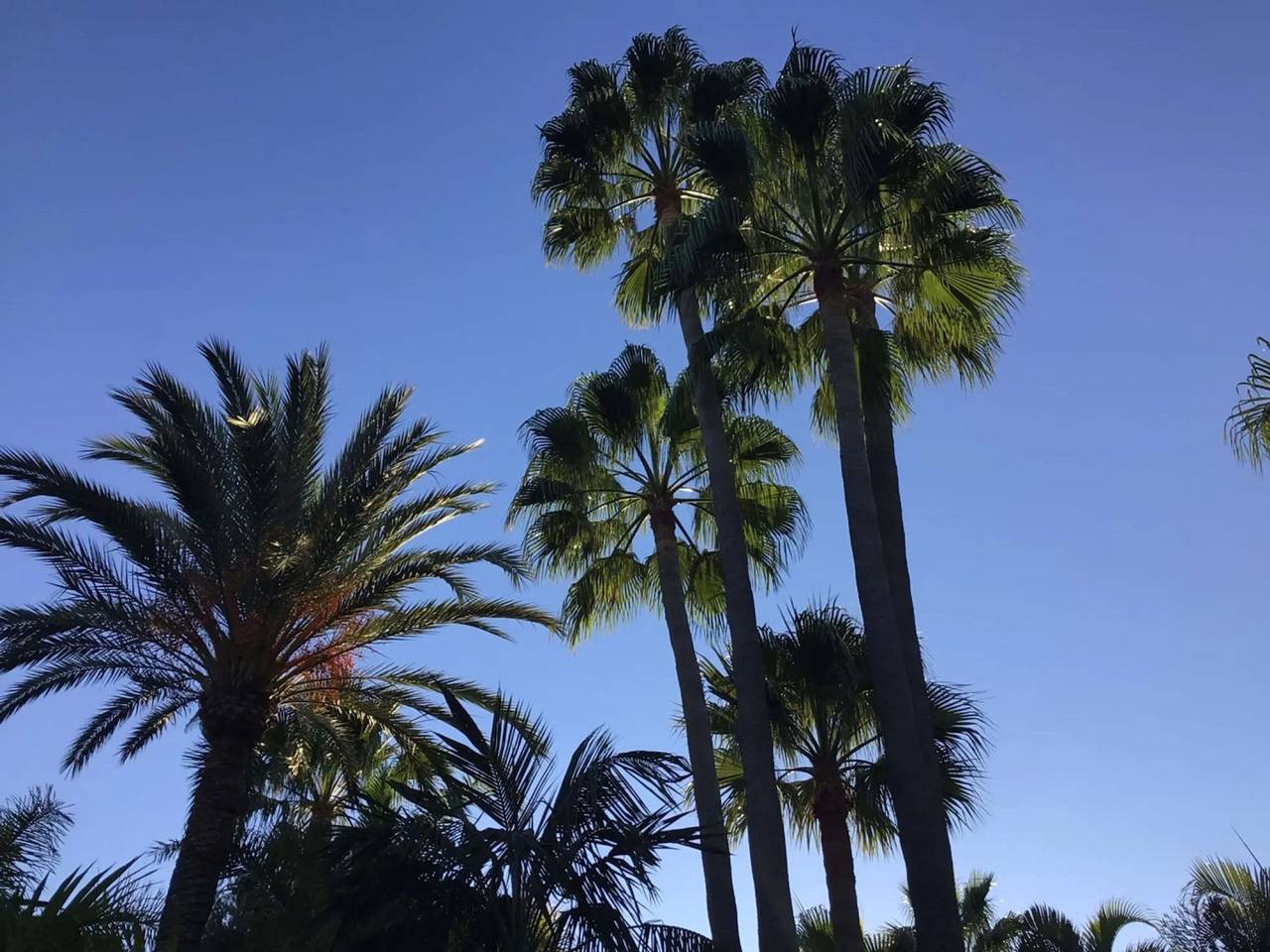 Villa in palm tree plantation, near the beach. in Marbella West, Marbella