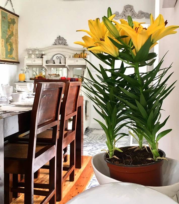 Casa de huéspuedes para 2 personas, con jardín en Coimbra - 4