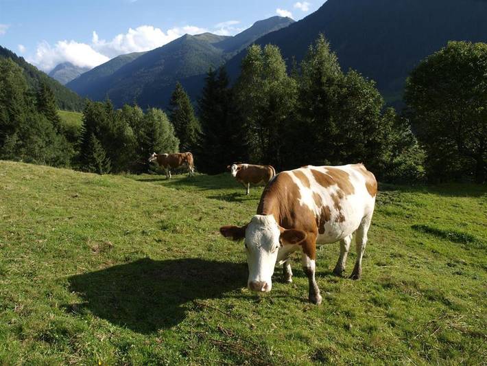 Bauernhof für 4 Personen, mit Garten und Terrasse in der Steiermark - 4