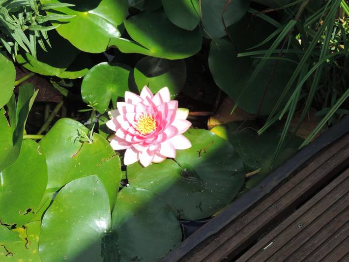 Ferienhaus für 3 Personen, mit Terrasse und Garten am Edersee - 3