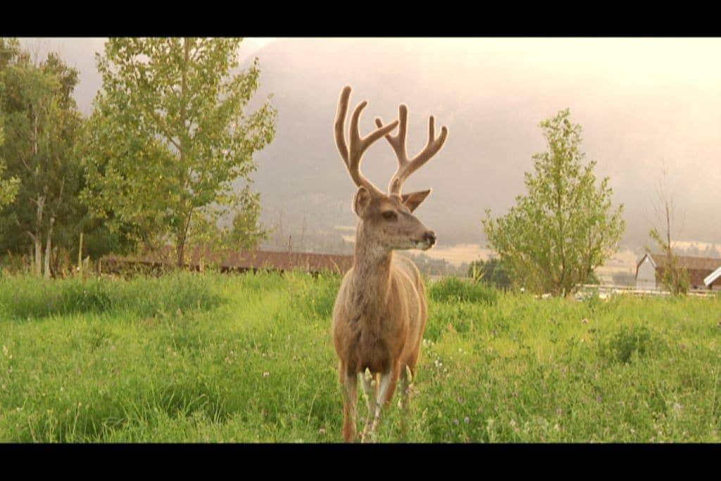 Ganze Wohnung, Montana Mountain Moods Bed N Bath Neue Bilder !! In der Nähe von Skifahren, Missoula in Lolo Nationalwald