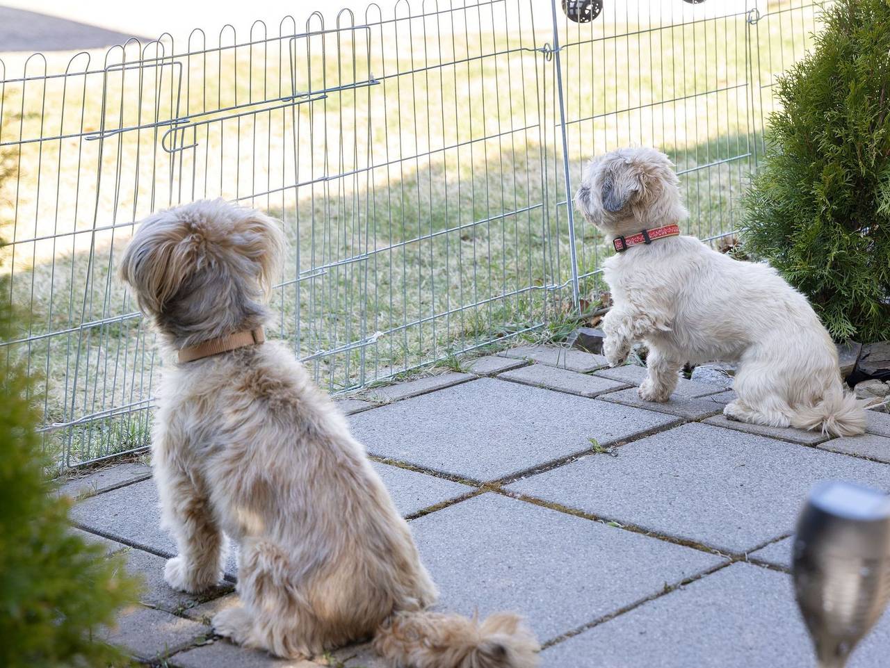 Ganze Ferienwohnung, Fewo Harzer Bergwind, Hunde willkommen, große eingezäunte Te in Sankt Andreasberg, Braunlage