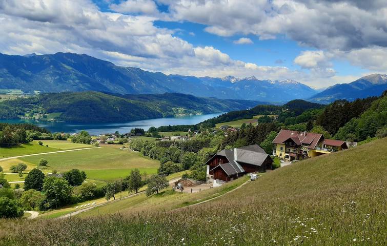 Kornblume in Millstatt, Bezirk Spittal an der Drau
