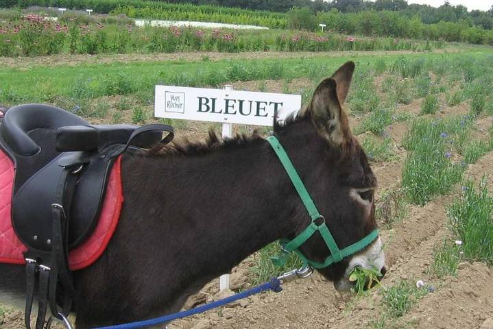 Location de vacances pour 4 personnes, avec jardin à La Gacilly - 2